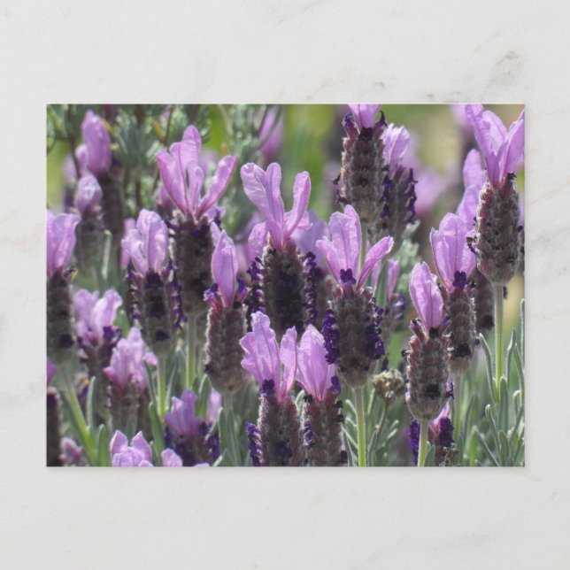 Lavender Flowers Postcard (Front)