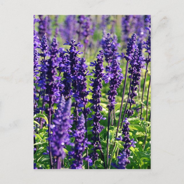 Lavender Flowers Postcard (Front)