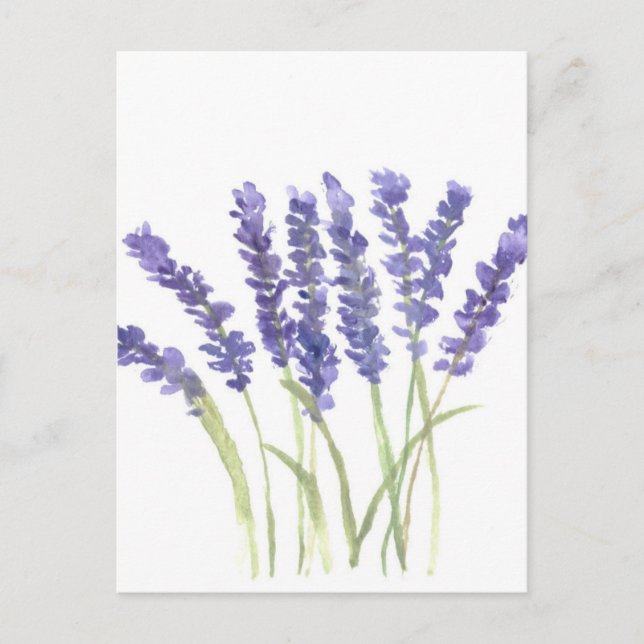 Lavender flowers postcard (Front)