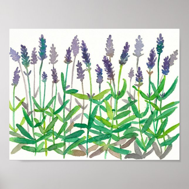 Lavender Flowers Watercolor Painting Herbal Art Poster (Front)
