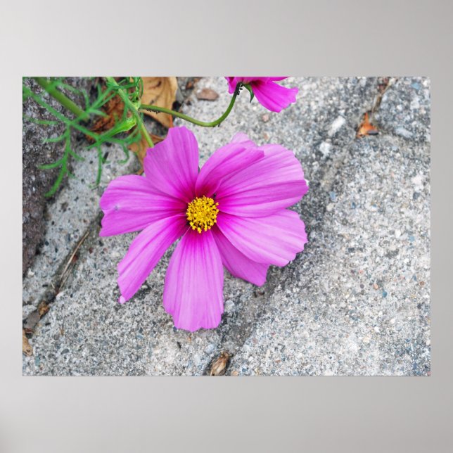 Lavender Flowers with Inspirational quotes Poster (Front)