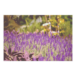 Lavender Garden Photographic Print