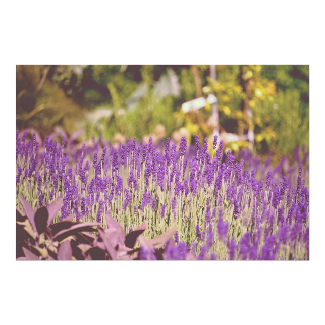 Lavender Garden Photographic Print (Front)
