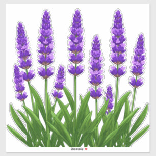 Lavender Garden: Tall Purple Spikes and Green Leav