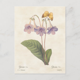 Lavender Gloxinia Vintage Botanical Illustration Postcard