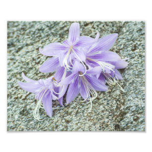 lavender hosta flowers in full bloom  photo print