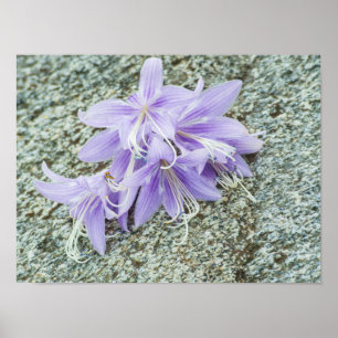 lavender hosta flowers in full bloom  poster