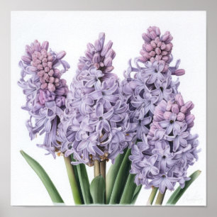 Lavender Hyacinth Flower Art Print Poster
