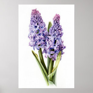 Lavender Hyacinth Flower Art Print Poster
