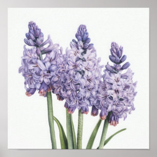 Lavender Hyacinth Flower Art Print Poster