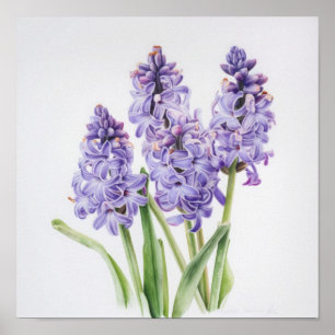 Lavender Hyacinth Flower Art Print Poster
