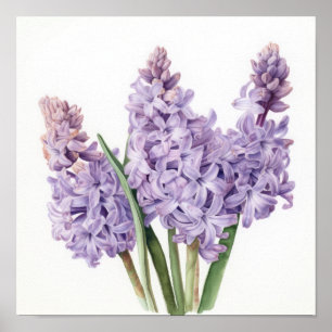 Lavender Hyacinth Flower Art Print Poster