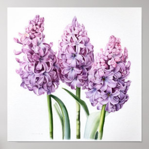 Lavender Hyacinth Flower Art Print Poster