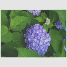 Lavender Hydrangea