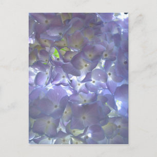Lavender Hydrangeas Postcard