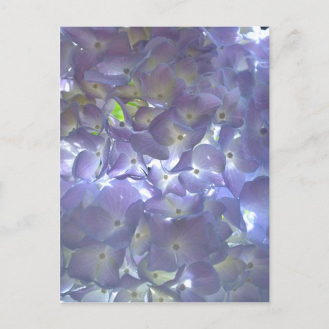 Lavender Hydrangeas Postcard (Front)