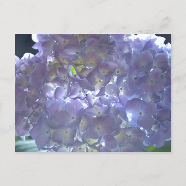 Lavender Hydrangeas Postcard (Front)