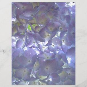 Lavender Hydrangeas purple flowers