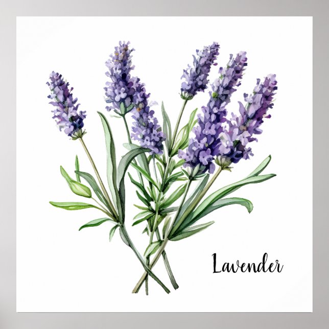 Lavender Illustration Print Botanical  (Front)