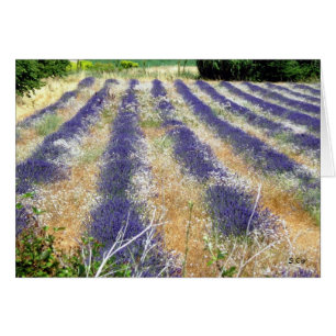 Lavender in Provence, S Cyr