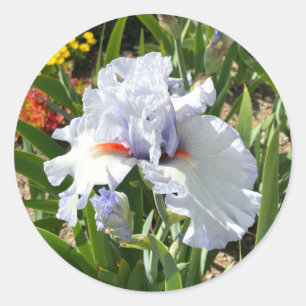 Lavender Iris with Orange Beards Stickers