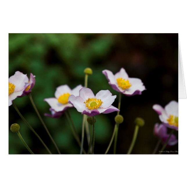Lavender Japanese Anemone (Front Horizontal)