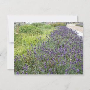 Lavender Landscape DIY Postcard