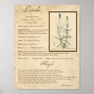 LAVENDER MAGICK HERB POSTER