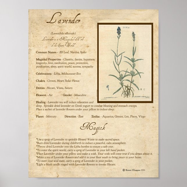 LAVENDER MAGICK HERB POSTER (Front)