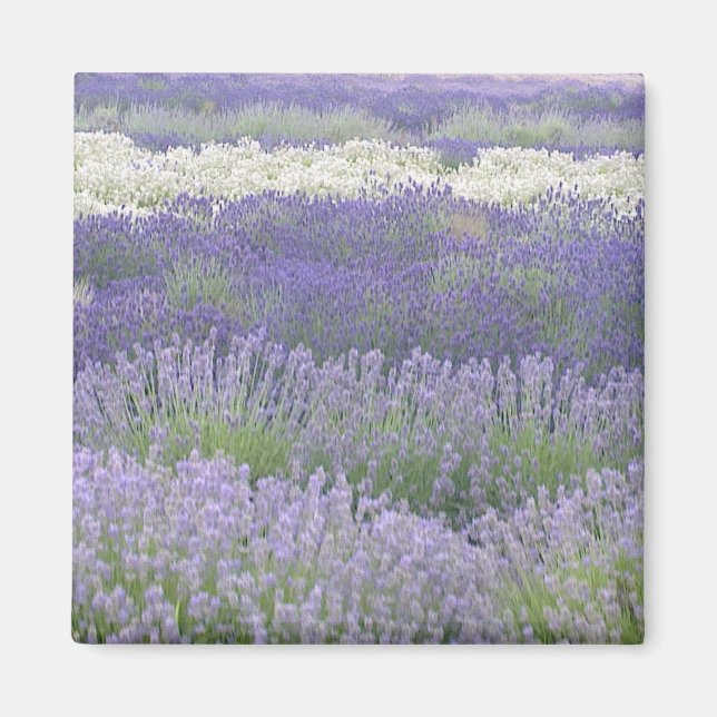 Lavender Magnet (Front)