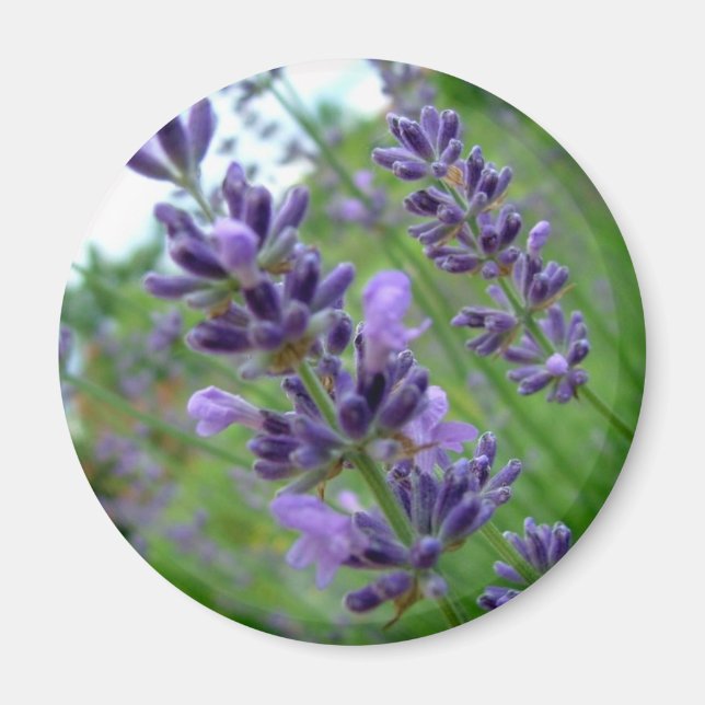 Lavender Magnet (Front)