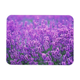 Lavender Magnet