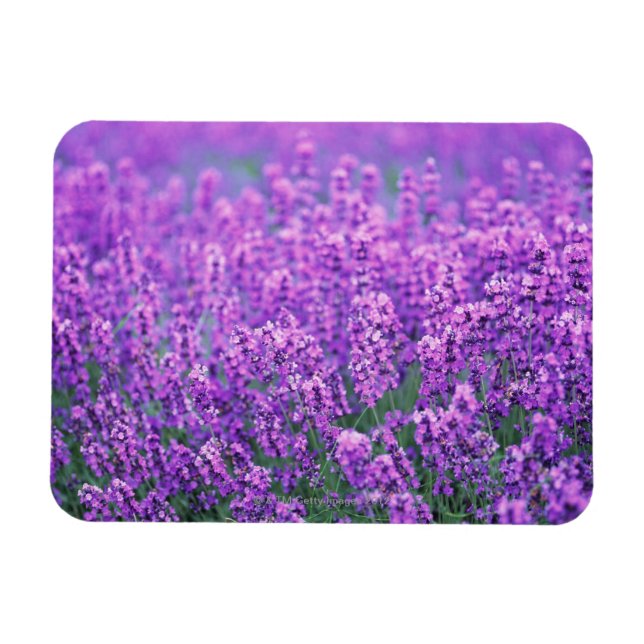 Lavender Magnet (Horizontal)