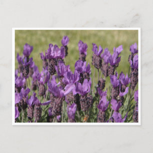 Lavender Meadow Flowers Postcard