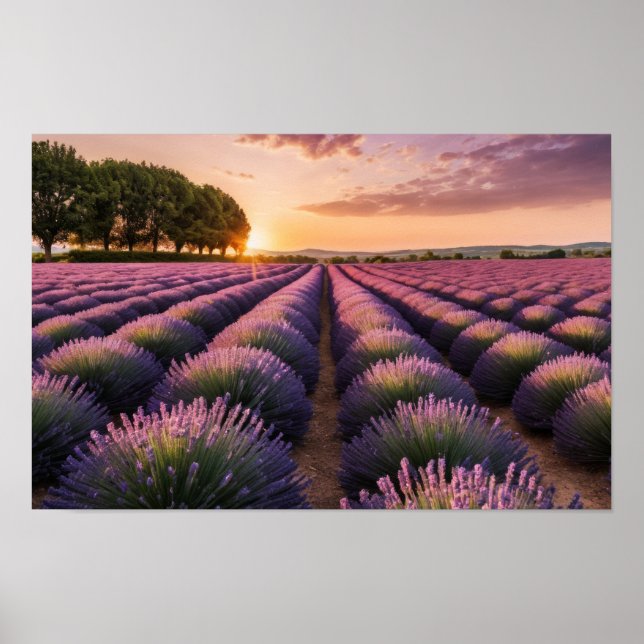 Lavender Nature Outdoors Landscape Calm Peaceful  Poster (Front)