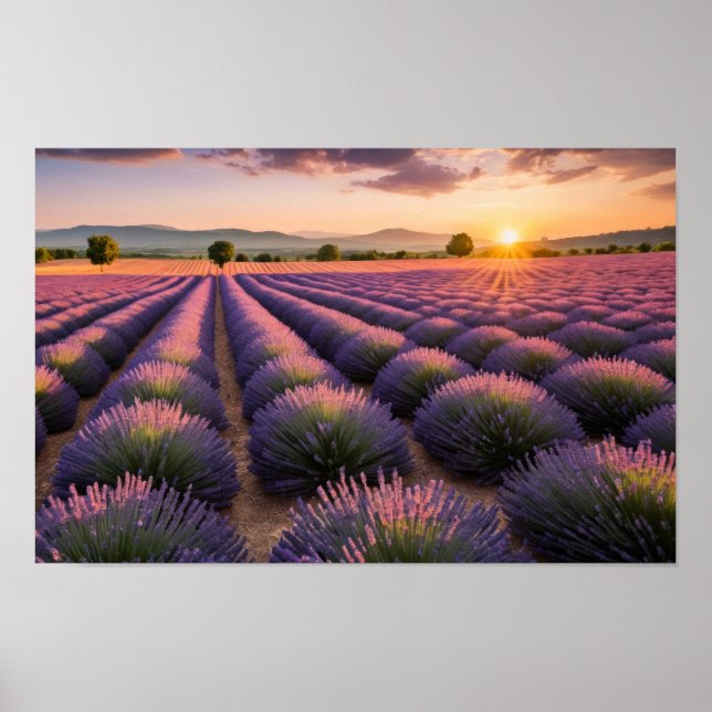 Lavender Nature Outdoors Landscape Calm Peaceful  Poster (Front)