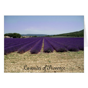 Lavender of Provence