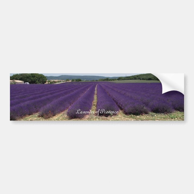 Lavender of Provence Bumper Sticker (Front)