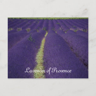 Lavender of Provence Postcard
