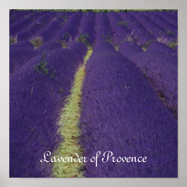 Lavender of Provence Poster (Front)