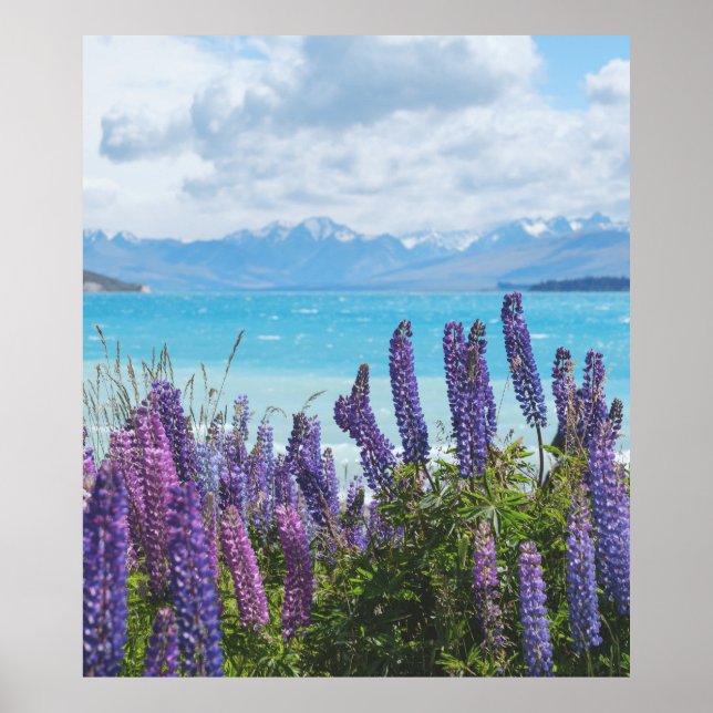 lavender on the lake shore poster (Front)