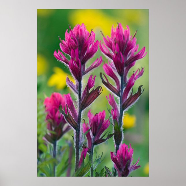 Lavender Paintbrush Poster (Front)