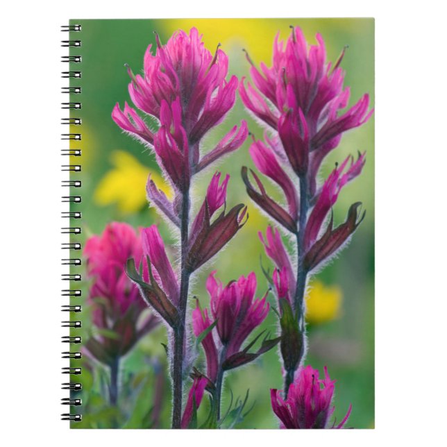 Lavender Paintbrush Spiral Notebook (Front)
