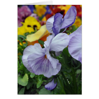 Lavender Pansies