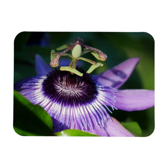Lavender Passion Flower Magnet (Horizontal)