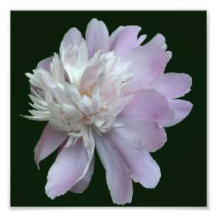 Lavender Peony Flower In Bloom Close Up 8x8 Photo Print