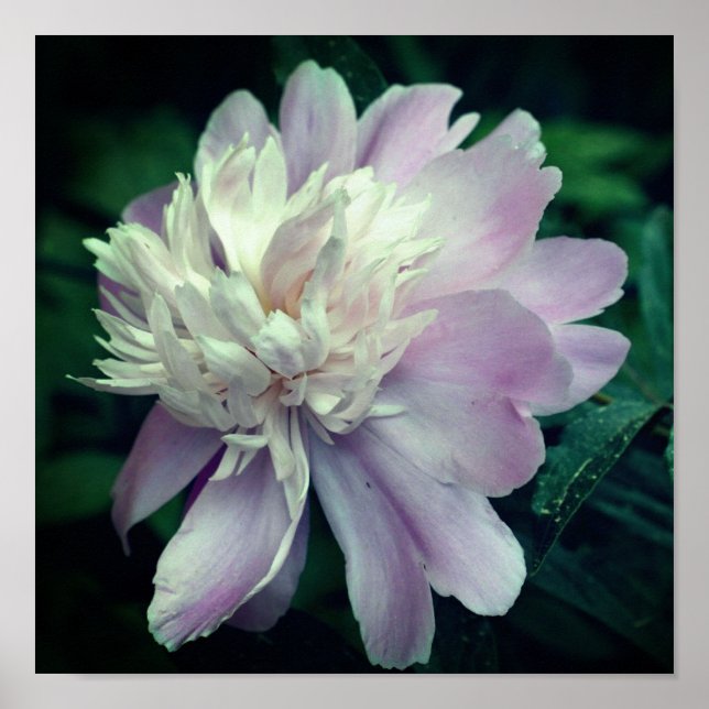 Lavender Peony Flower In Bloom Close Up Poster (Front)