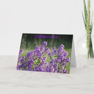 Lavender Phlox, Thinking of You Card