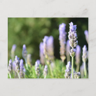 Lavender Photography Postcard