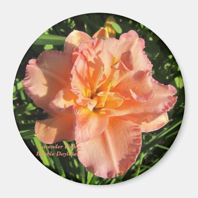 Lavender Pink Double Daylilies Magnet (Front)